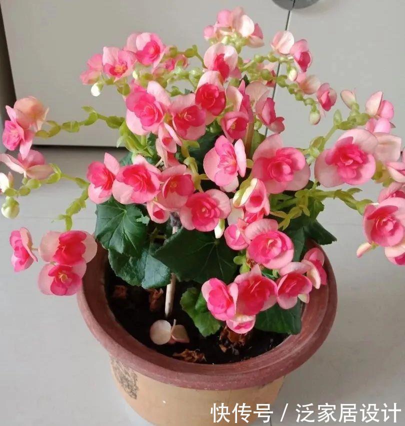 养花技巧:冬天最娇气的9种花,不要随便买,养不活浪费钱