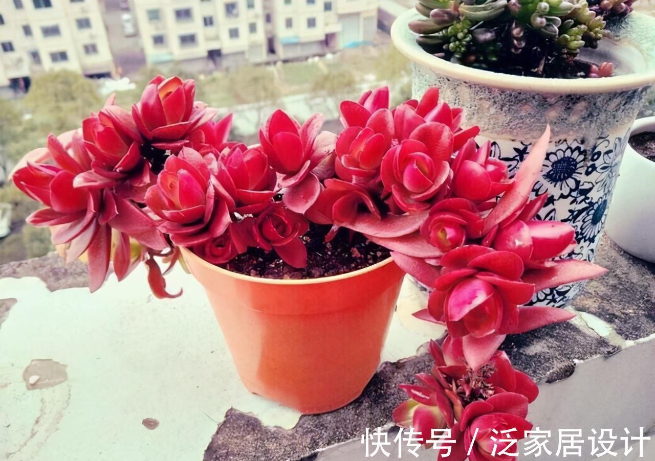 多肉|红色系多肉中经典品种火祭,挂起来养成垂吊桩,出了状态人见人夸
