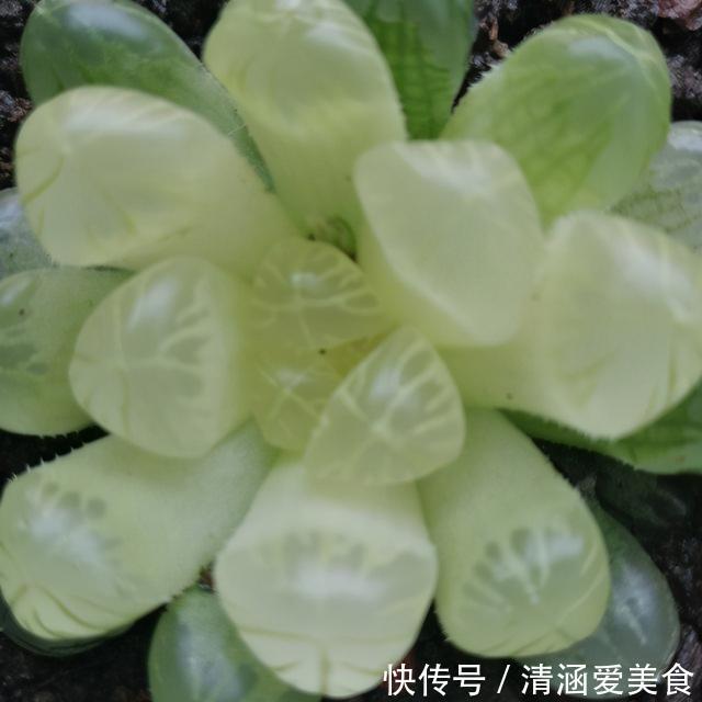 玉露|这“三多肉”最怕晒,遇强光易“摊大饼”,阴一点养成群生肉墩子