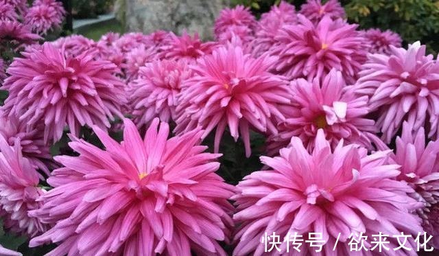 半蔓性|“珍稀菊花”胭脂红,花团锦簇,淡雅秀丽,庭院养花必备