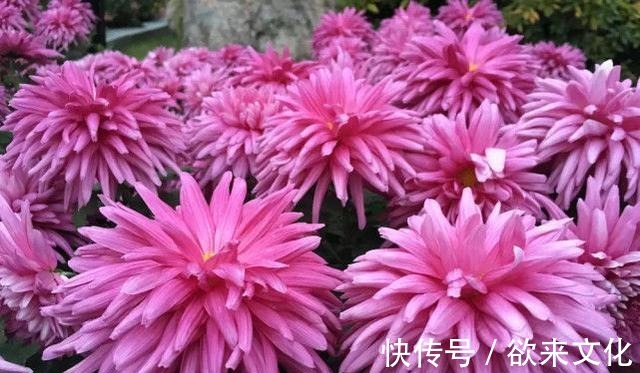 半蔓性|“珍稀菊花”胭脂红，花团锦簇，淡雅秀丽，庭院养花必备