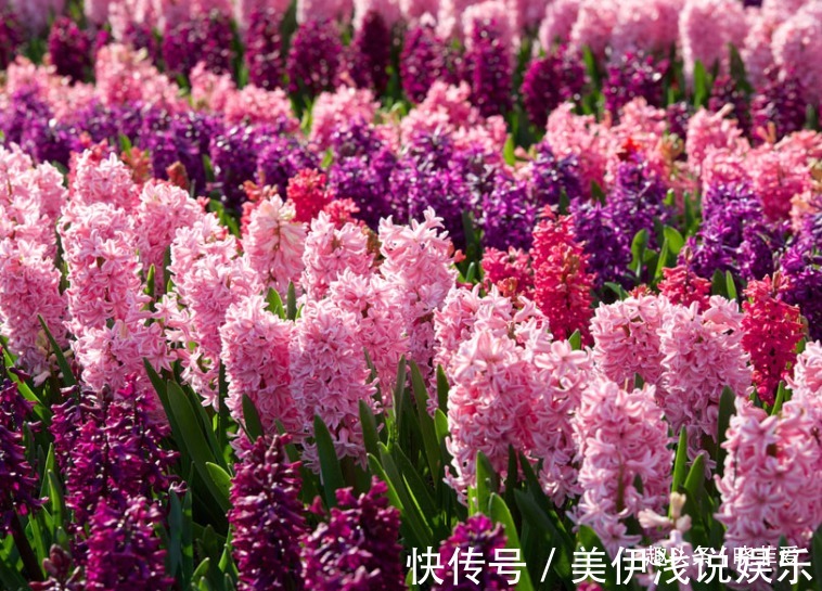 失眠|提醒:这12种“漂亮花”,不适合养在室内,别不当回事