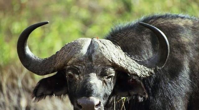 才子&千古绝对!上联穷死不卖看家狗 网友对出的下联经典到爆!