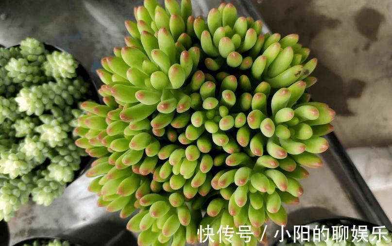 群生|多肉侧芽少怎么办?试试这3种方法,操作简单,爆头效果好