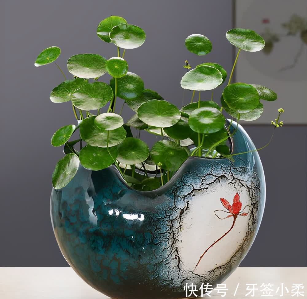 吉祥|7种寓意“旺财”的花,适合养在家里,看着就有好兆头