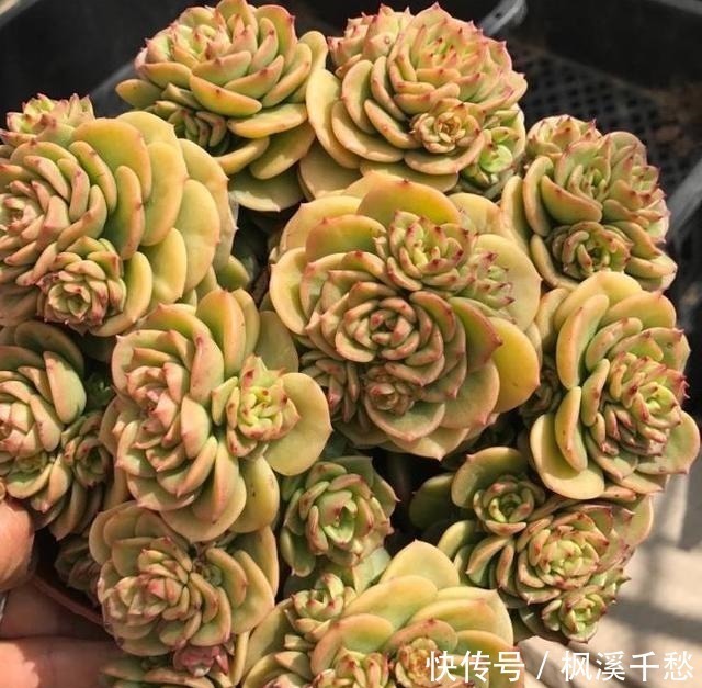 群生|容易群生的3种“多肉”,侧芽多繁殖快,颜色美,一年长到一大盆!