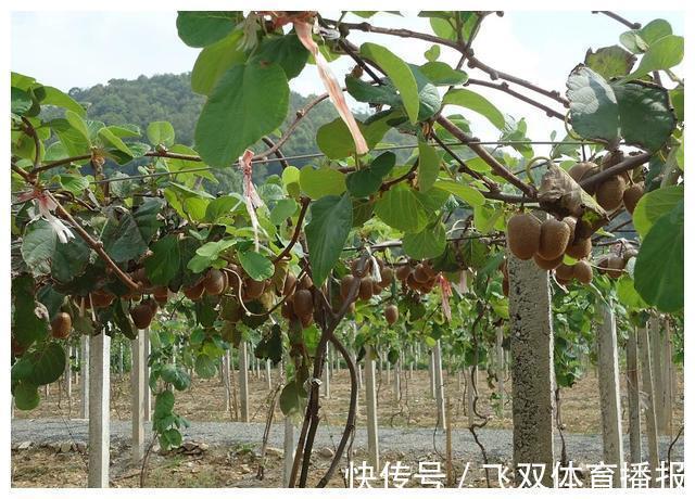 鱼肉|冬季养生,4件小事做到,养气补血,整个冬天不生病,健康保平安