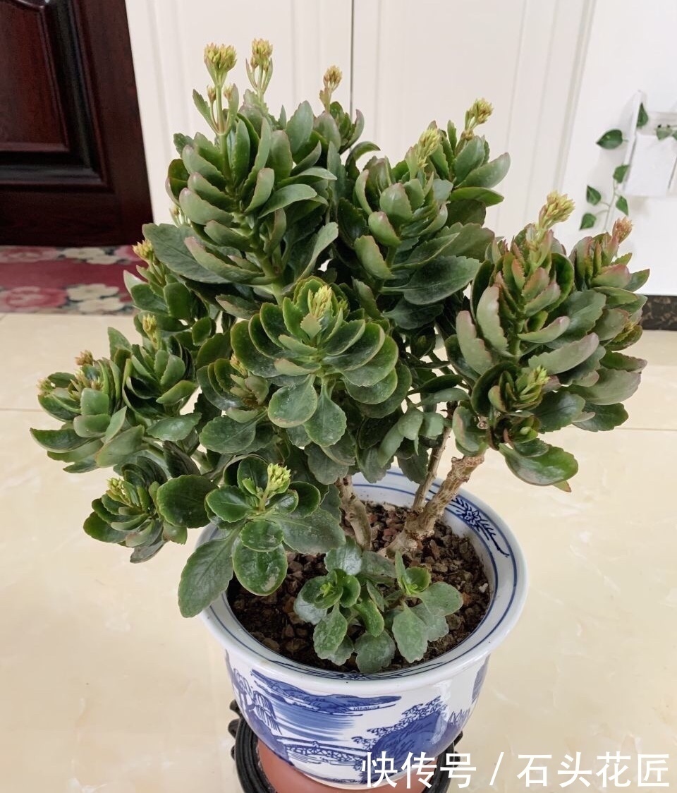 技巧|1盆长寿花长出“25根”花箭,掌握“4个技巧”,你也可以做到
