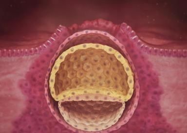 发育|迎接宝宝的到来,“幸孕”第六步,胎儿成长发育的第一个月