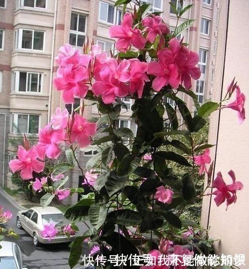 一种小花太神奇，一对叶子6朵花，养一棵开一片，室内室外都能养！