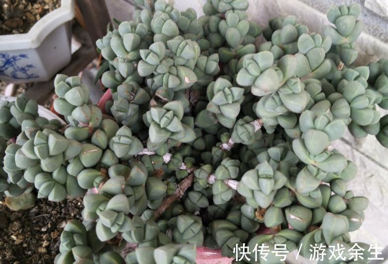 该怎么将鹿角海棠养成老桩？掌握住这些“修剪要领”就能实现