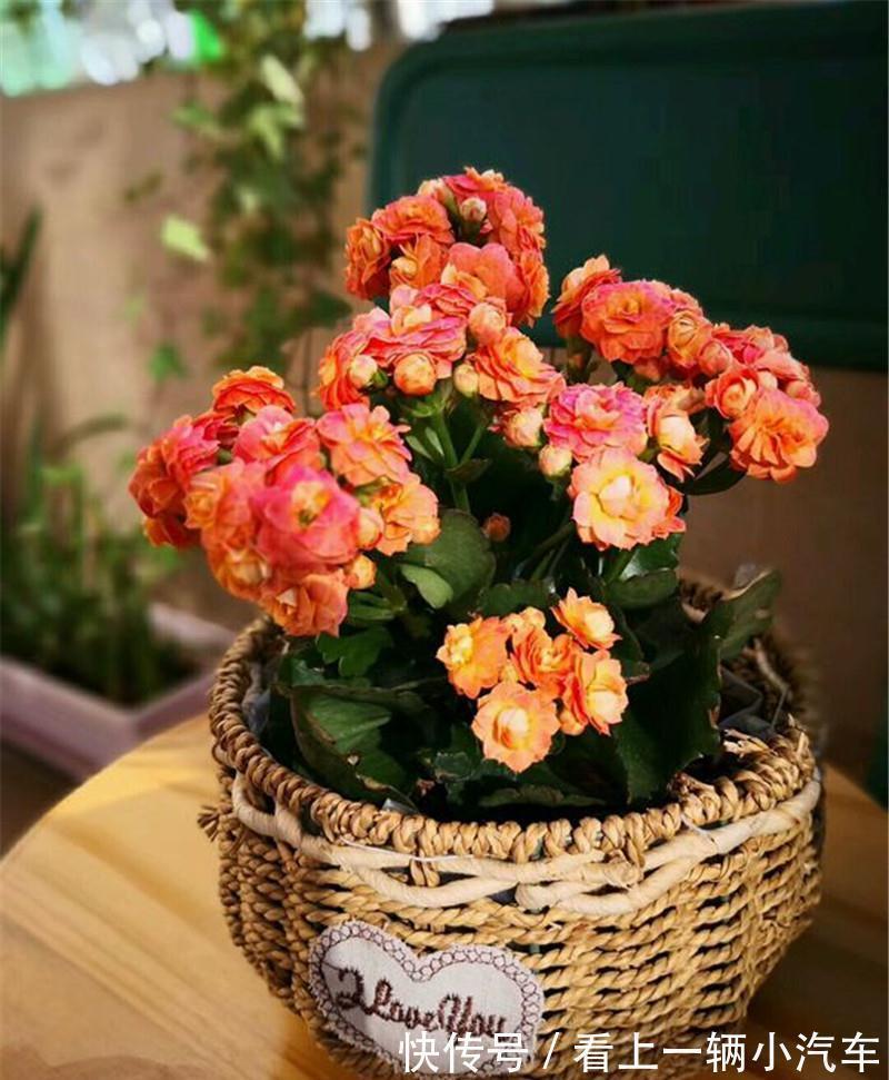 九种皮实花,多晒少管长得好,养成老桩更高档,绿萝没上榜