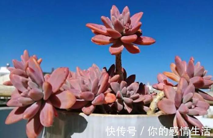 叶片|刚开始接触多肉选这“6种”,皮实耐养不易死,养出状态也很美!