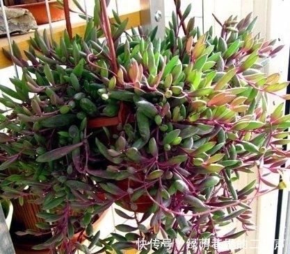 叶丛中心|王大妈把这3种多肉吊起来养,瞬间被圈粉,美炸了