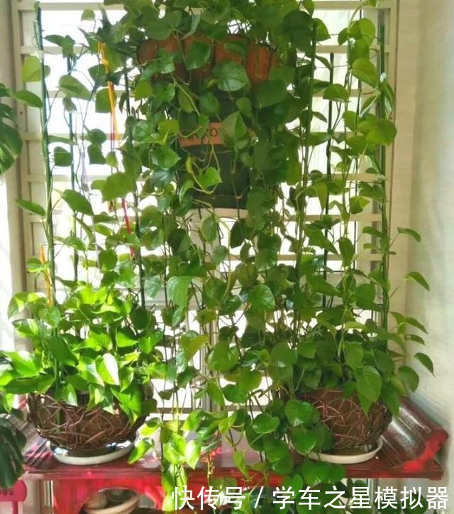 绿萝、吊兰“新玩法”,1片药加上几粒肥,半年养成“绿瀑布”!