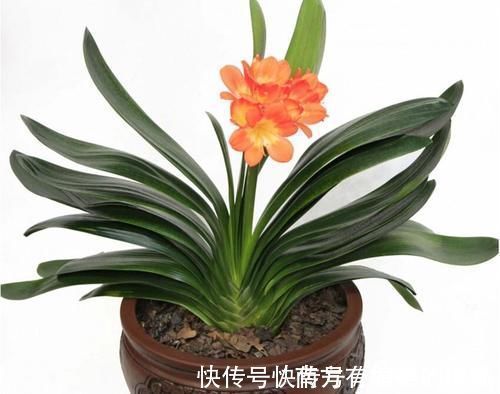 养君子兰一点也不难，但不能乱养，只需掌握四点就足够了