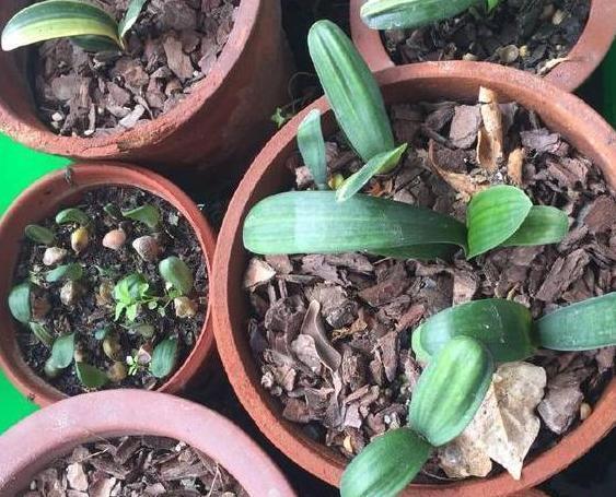 叶子|养殖君子兰该如何补充养分3种东西,让它嗖嗖地开花、疯长