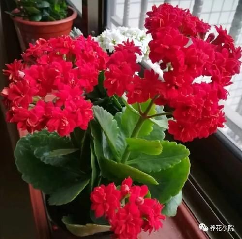  太冷的水|冬天养长寿花，浇水要做到“3不浇”，不然花期容易烂根黄叶