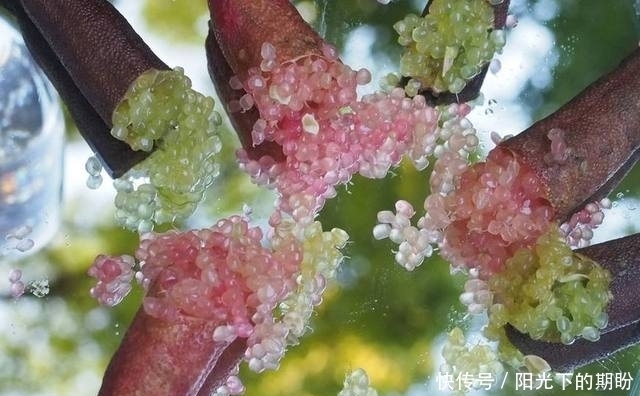 没见|这水果，土豪吃的吧！五千块一箱，我连见都没见过！你们见过吗？