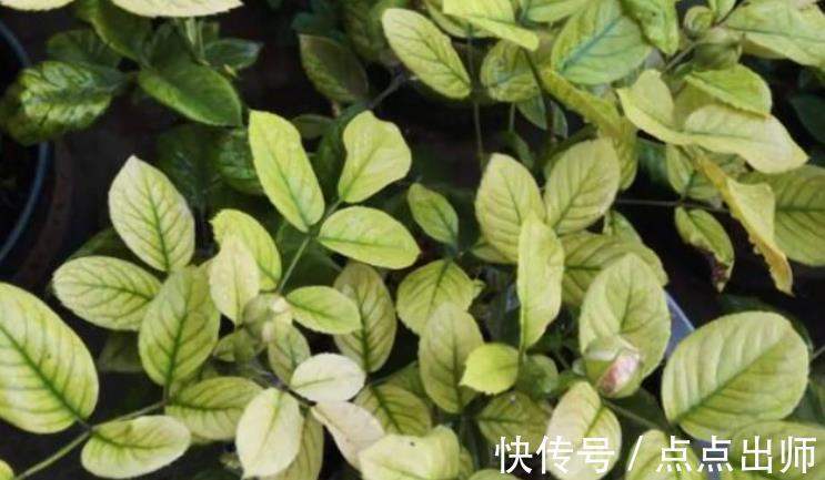 肥料|养花高手必备的5种“花肥”,新手想要养好花,家中常备错不了