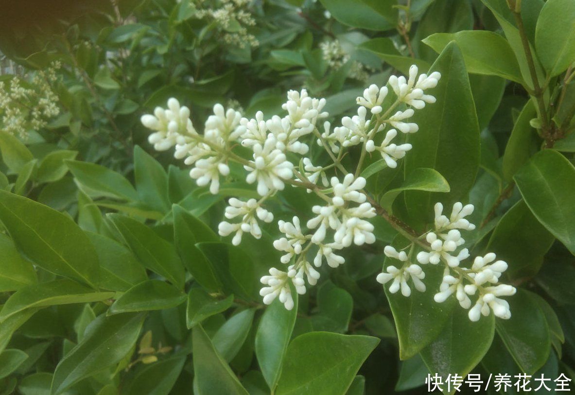  花友们|这种花叫女贞花，小巧精致，比桂花还美，就是味道有点怪