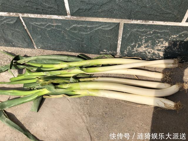 土埋法|今天才知道,原来保存大葱这么简单,不空心不烂根,放半年不会坏