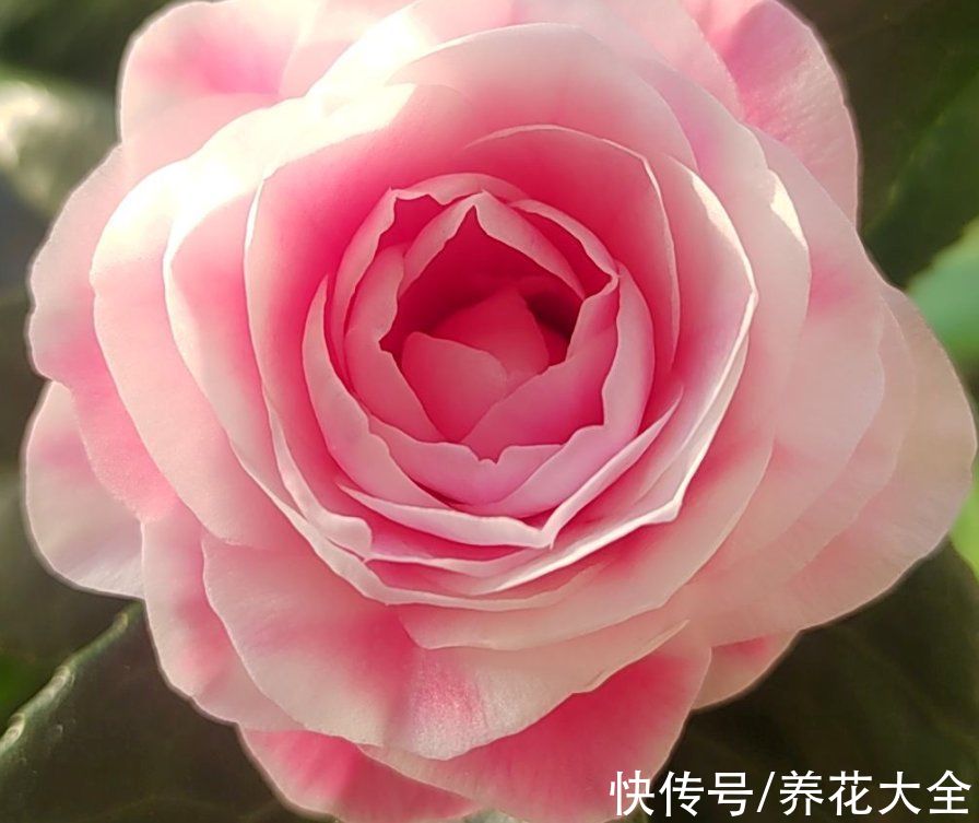 娇滴滴的3种花，实际上很“硬气”，冬天照样开花