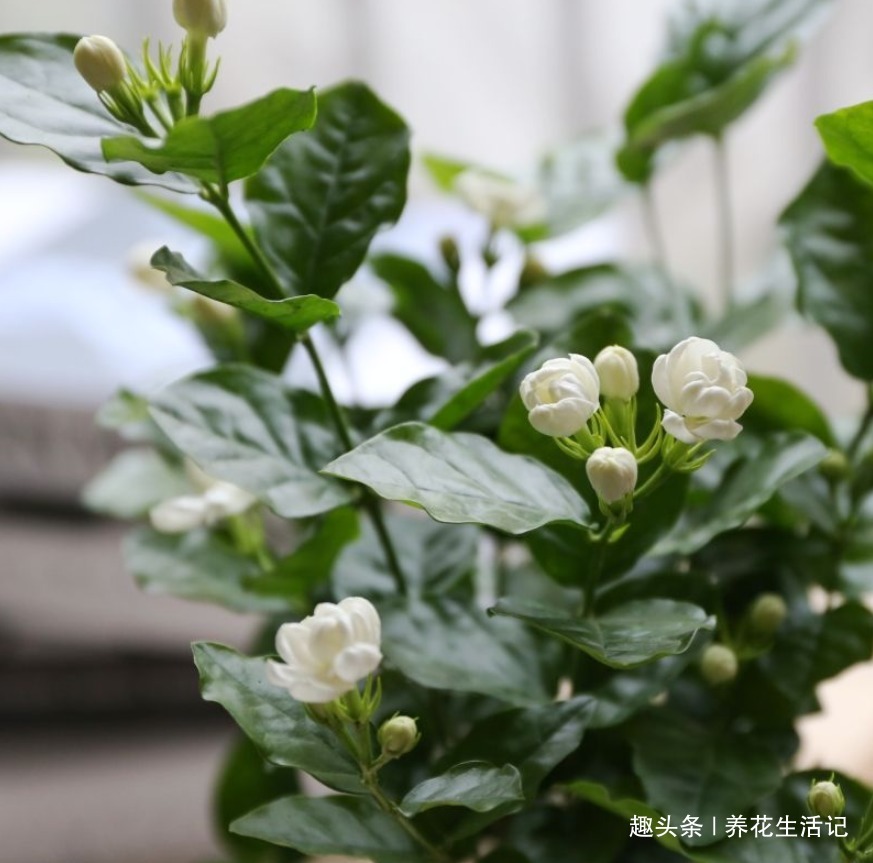 花朵|6月对茉莉花，用好“4个”小方法，花朵繁多香味浓，绽放时间长！