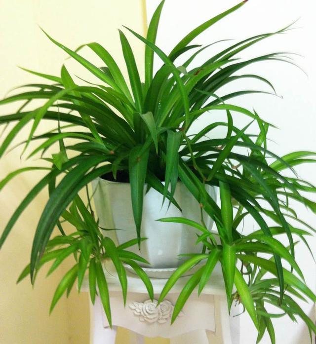 让吊兰疯狂抽藤开花,给你说个小方法