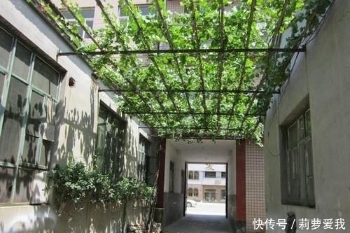 梧桐树|家里种树,讲究大,5种树旺宅,3种树不能栽,你知道是什么吗?