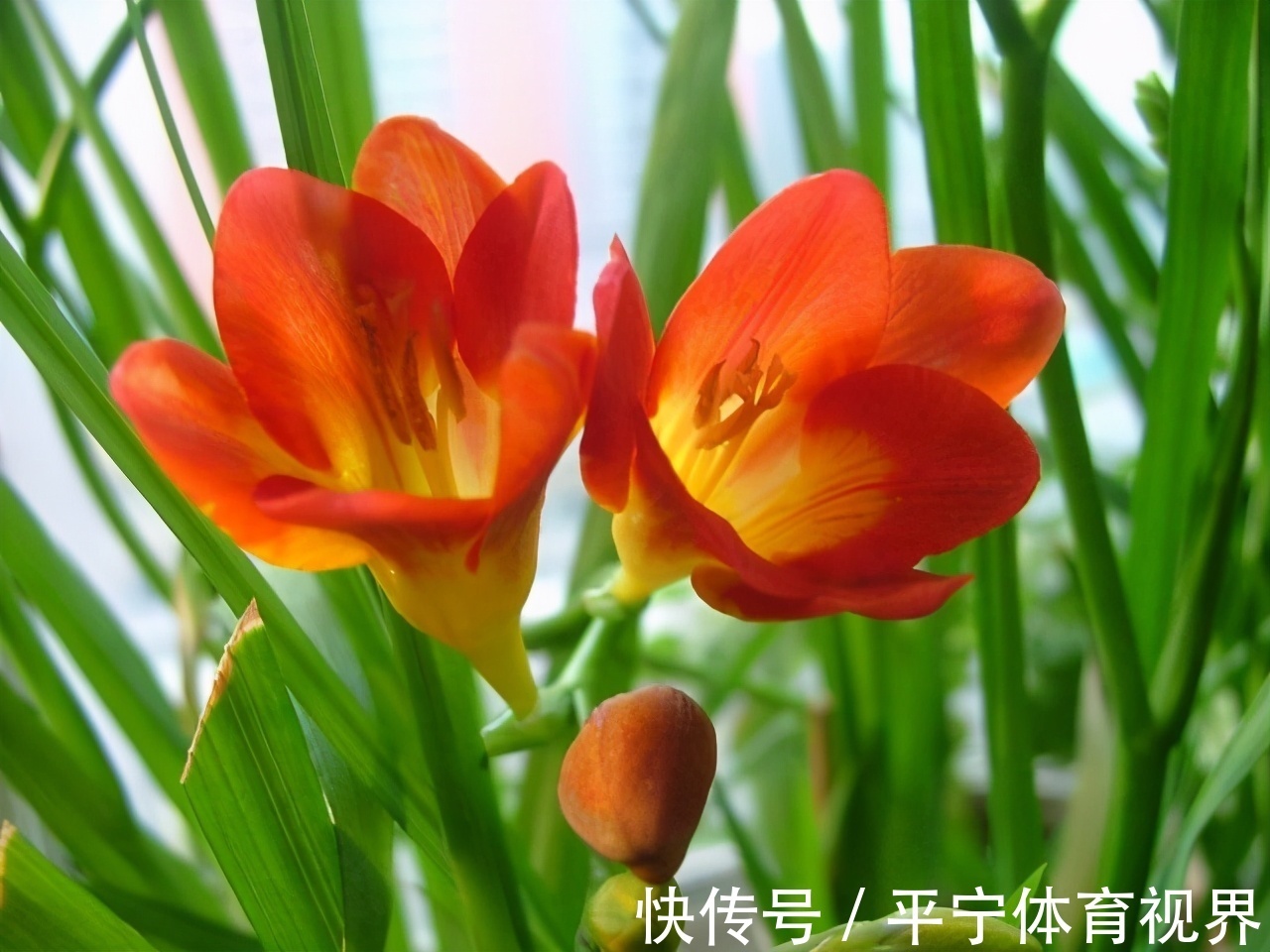 春节|这几种花冬天开爆盆,但一般人家养得不多,现在养正开花,很漂亮