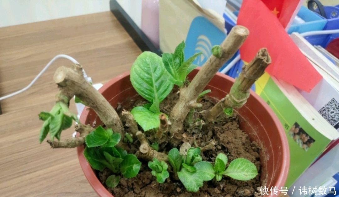 小心|绣球花在冬季提前冒芽了会影响来年开花吗?小心盲芽猖狂