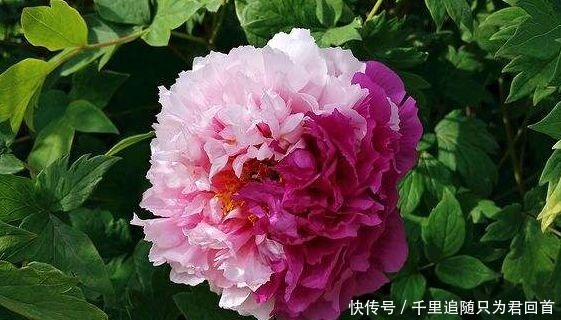 新手|新手养花，不如养盆花中精品“二乔”，花大色艳，耐寒耐旱