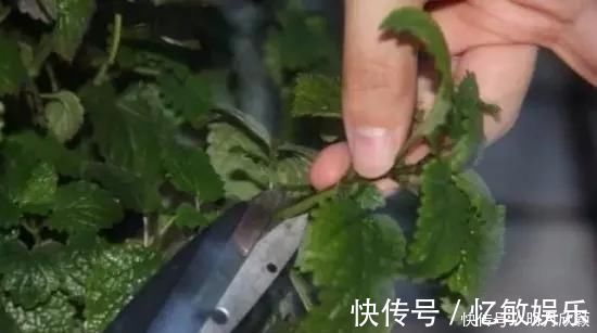 枝条|养花爱好者看过来这15种花现在“扦插”，生根快，一个周就长芽