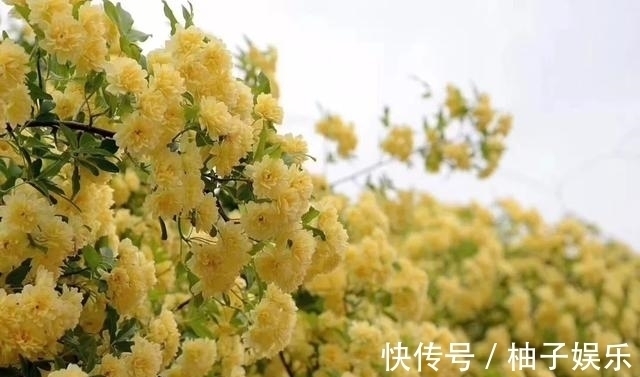 院子再小,也要养棵它,2年长一片,开花特别美,左邻右舍都说香