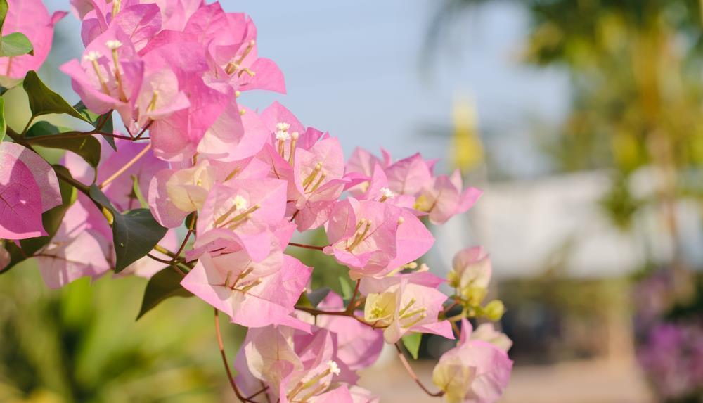 花芽|三角梅控水促花真有必要吗?别再“折腾”了,做好这三点才是关键