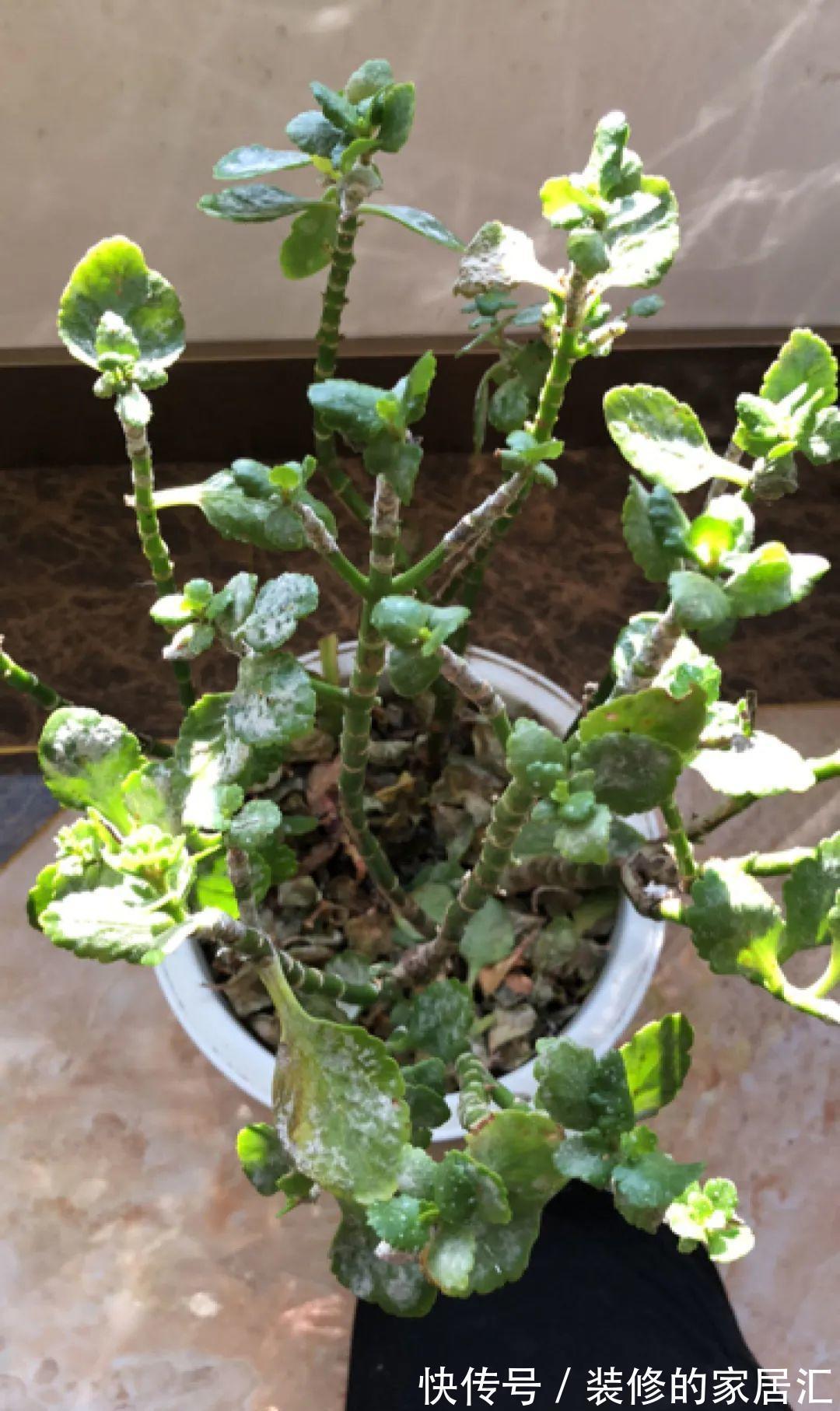 枝条|6种花别养老桩,越老越不开花,赶紧扦插备份