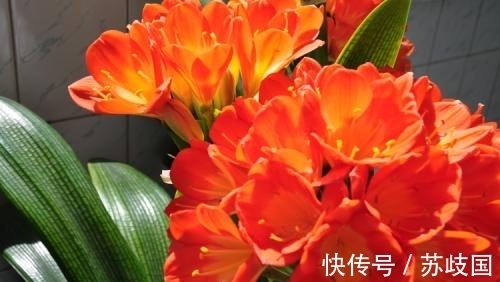 家里养君子兰,出现3个特征,基本和开花无缘,别忽视!