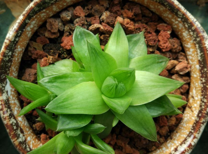 叶子|6月养玉露,这么干就能让叶子水灵灵、肥嘟嘟,长满盆