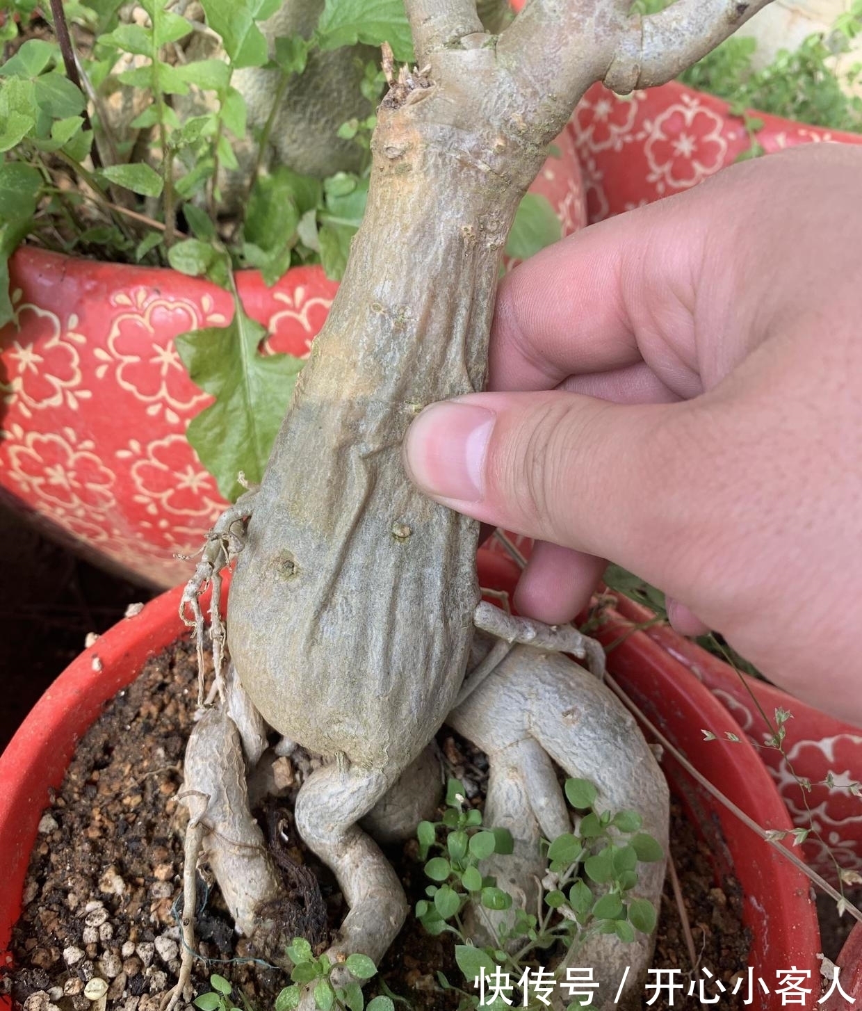 沙漠玫瑰最怕水,水一多就腐烂,颗粒土种植,平常多晒太阳