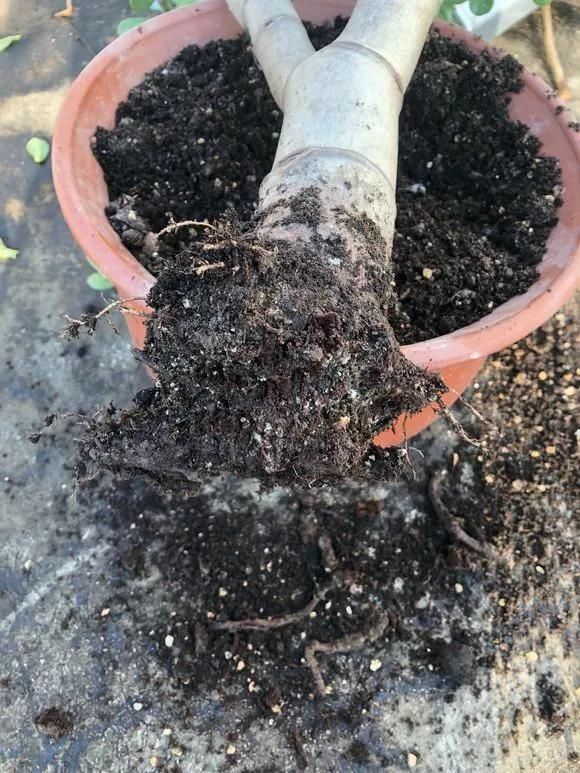 4种花现在还不能多浇水,少浇水反而长得旺,非常适合懒人盆栽