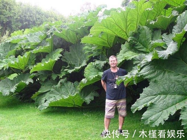 世界最大的叶子是它,1片能给10人遮雨,阳台种一盆就挤爆!