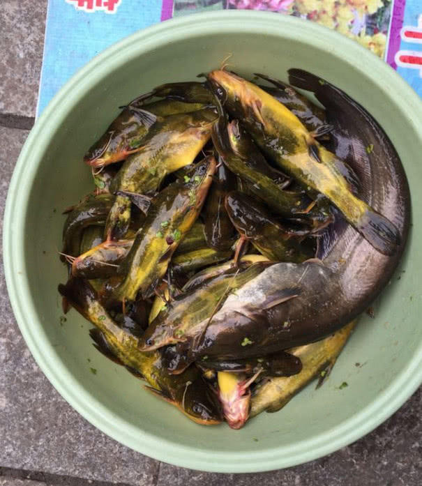 钓黄骨鱼并不需要太多技巧，用这“脏”东西打窝，每天都能钓半桶