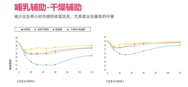 a754|同期分娩技术都会增加产程，可千万别忽视仔猪存活率这个问题