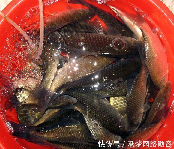 农村小伙钓鱼就是狠，这样打窝，钓鱼钓到手发软