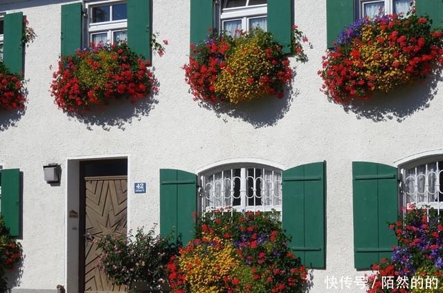 她只养了1种花,1米小阳台却开成花海!她只养了1种花,1米小阳台却开成花海!