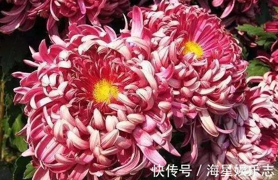 珍品|8月养菊花选盆“珍品”开花似“毛球”花姿简单优雅,养上超值