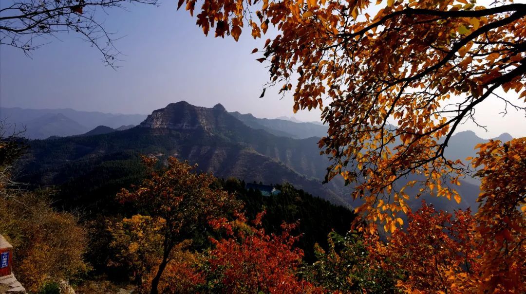 红叶|浓缩了秋日精华，独属于淄博的绚丽如画的山景！看一眼，惊艳一年