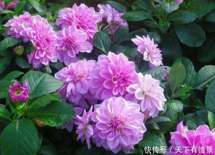 4种花养在家里，浇水就疯长，开花爆盆很容易