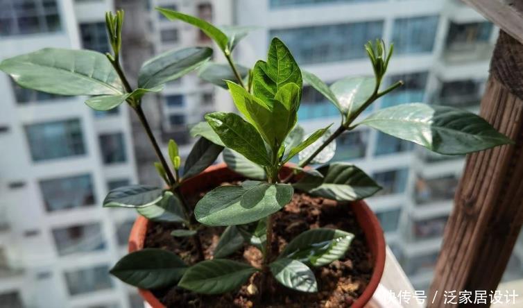 光照|栀子花其实不难养,盆栽注意3点,叶子油绿开花勤